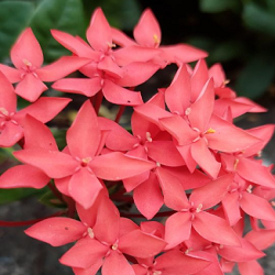 Ixora Coccinea Flower