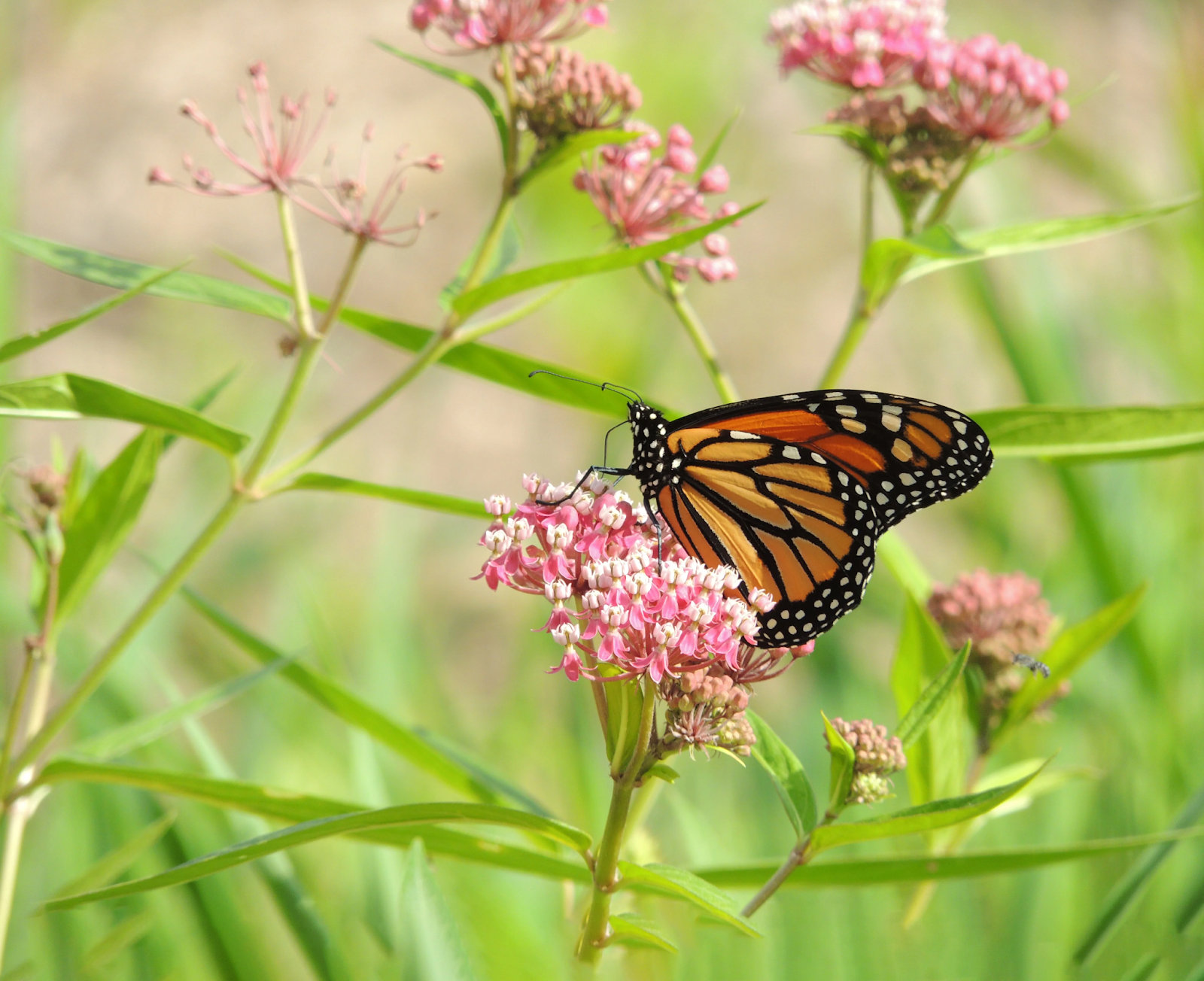 Ecological Importance of Milkweed