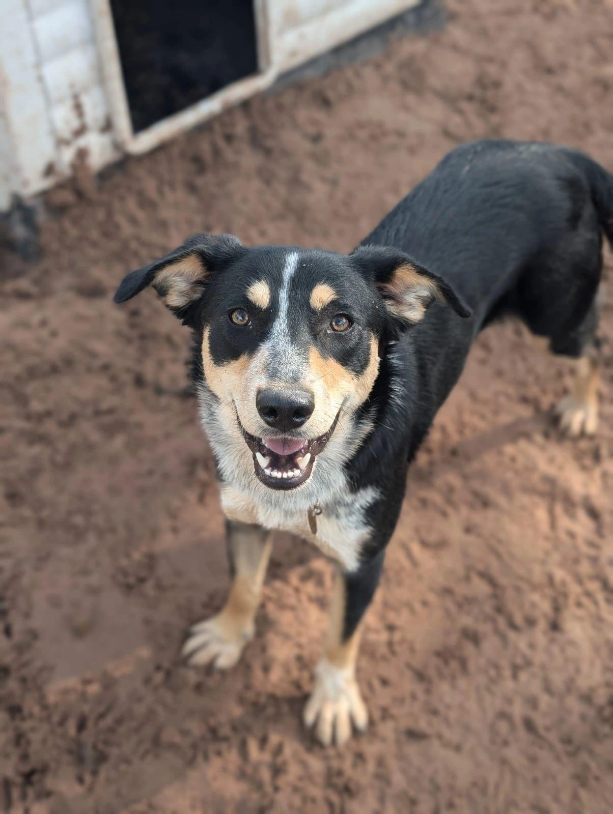 Beautfiul Anne one of dogs looking for a home in the kennels near Nantwich