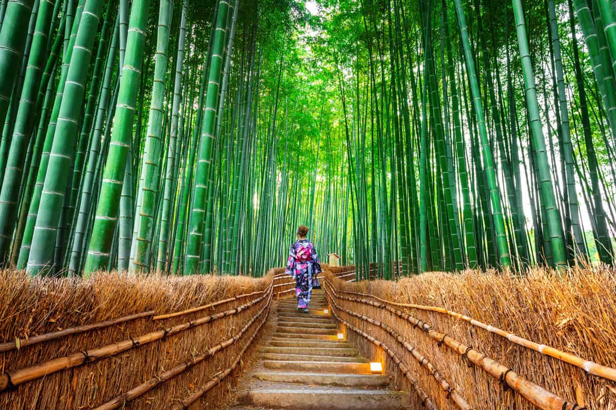 岚山竹林和服