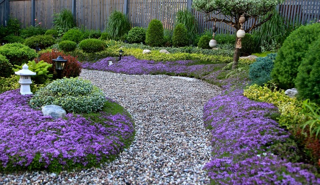 Landscape Applications Creeping thyme