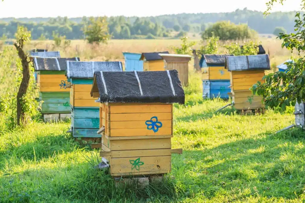 Protection et esthétique des ruches : un guide pour choisir la peinture appropriée - APICULTEUR DÉBUTANT