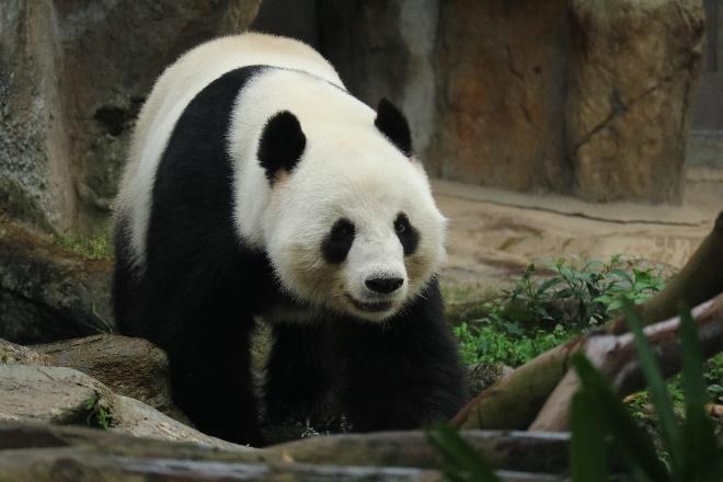 生活-海洋公園-動物保育-大熊貓