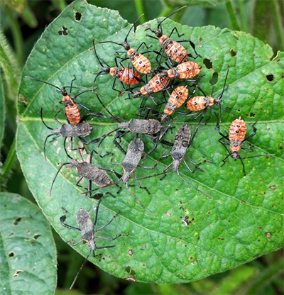 Leaf Under Attack of Squash Bugs