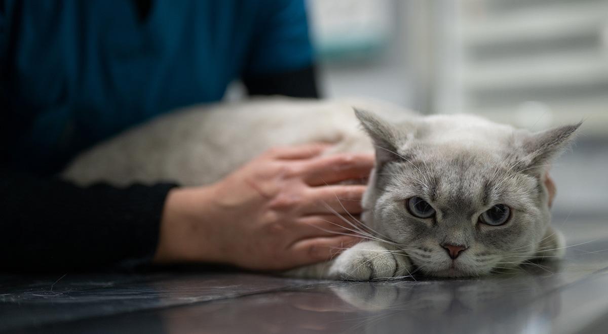 Gato deitado no colo de uma pessoa olhando para a câmera

Descrição gerada automaticamente