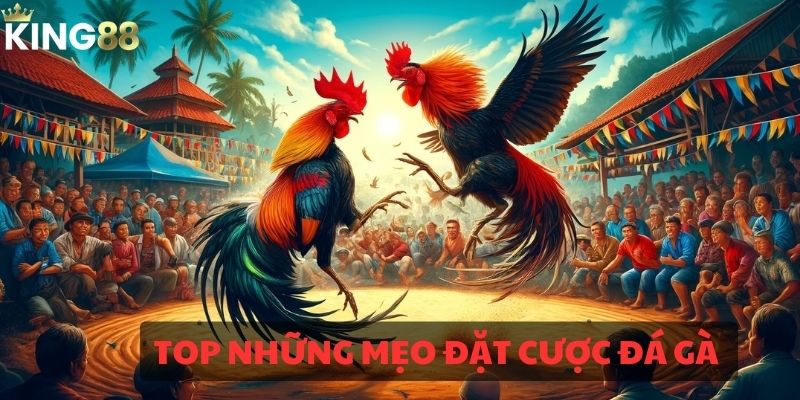 Top những mẹo đặt cược đá gà dễ chiến thắng 