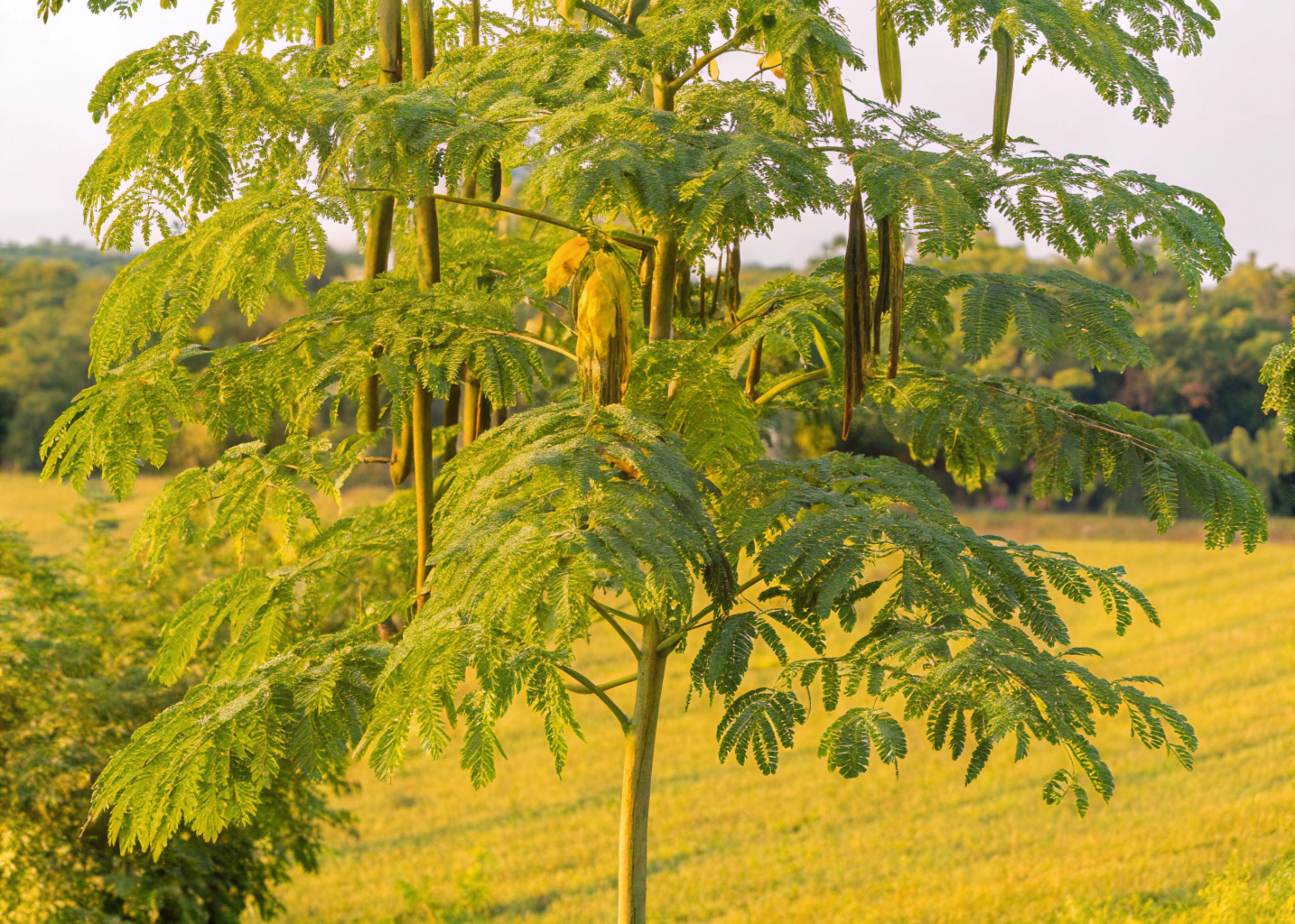 planta moringa com folhas verdes e vagens pendentes em campo aberto