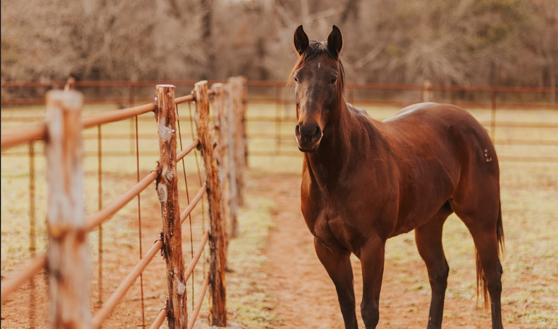 chestnut horse standing next to continuous fencing around field