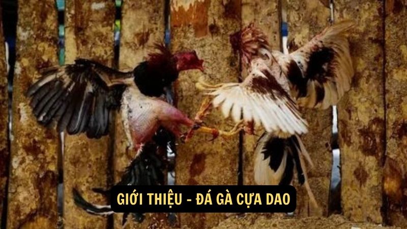 Giới thiệu - đá gà cựa dao