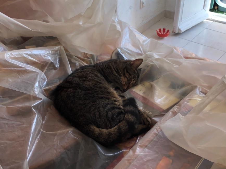 A cat lying on plastic

Description automatically generated