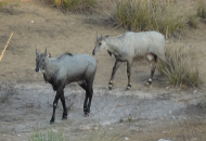 Nilgai