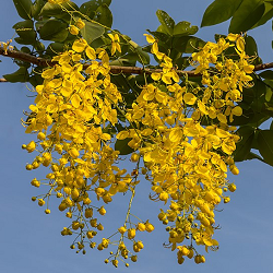 Golden Shower Flower