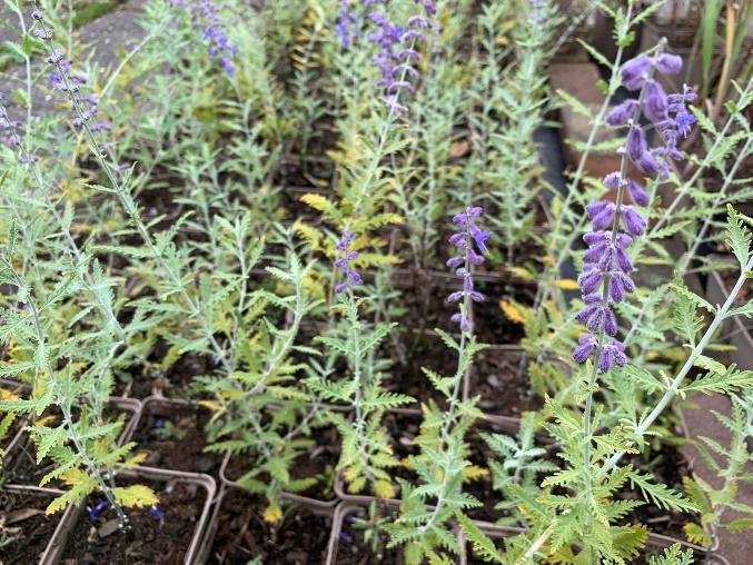 Afbeelding met plant, Halfheester, buitenshuis, Forb

Automatisch gegenereerde beschrijving