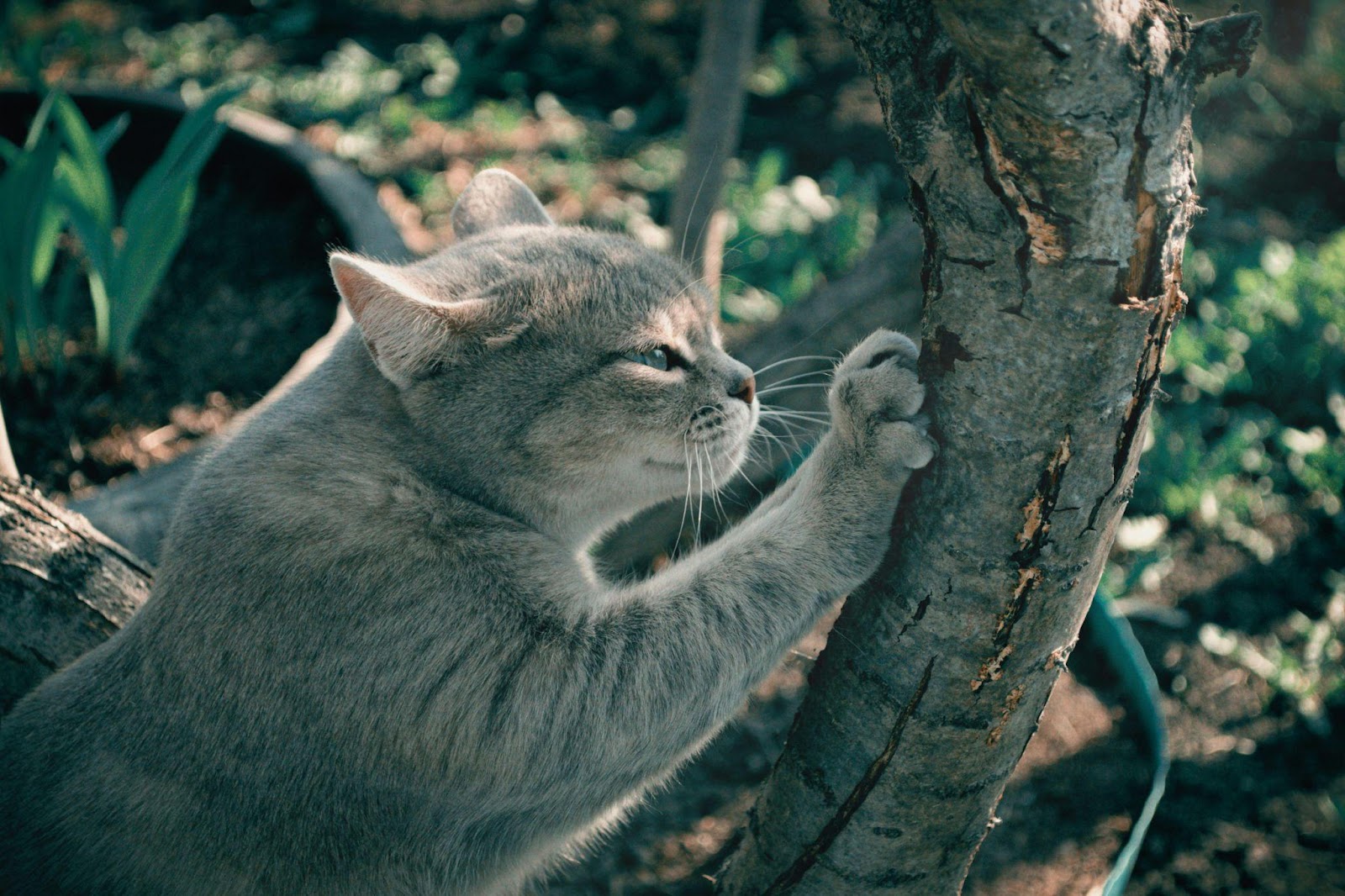 20 Mind-Blowing Cat Training Secrets Revealed by Experts