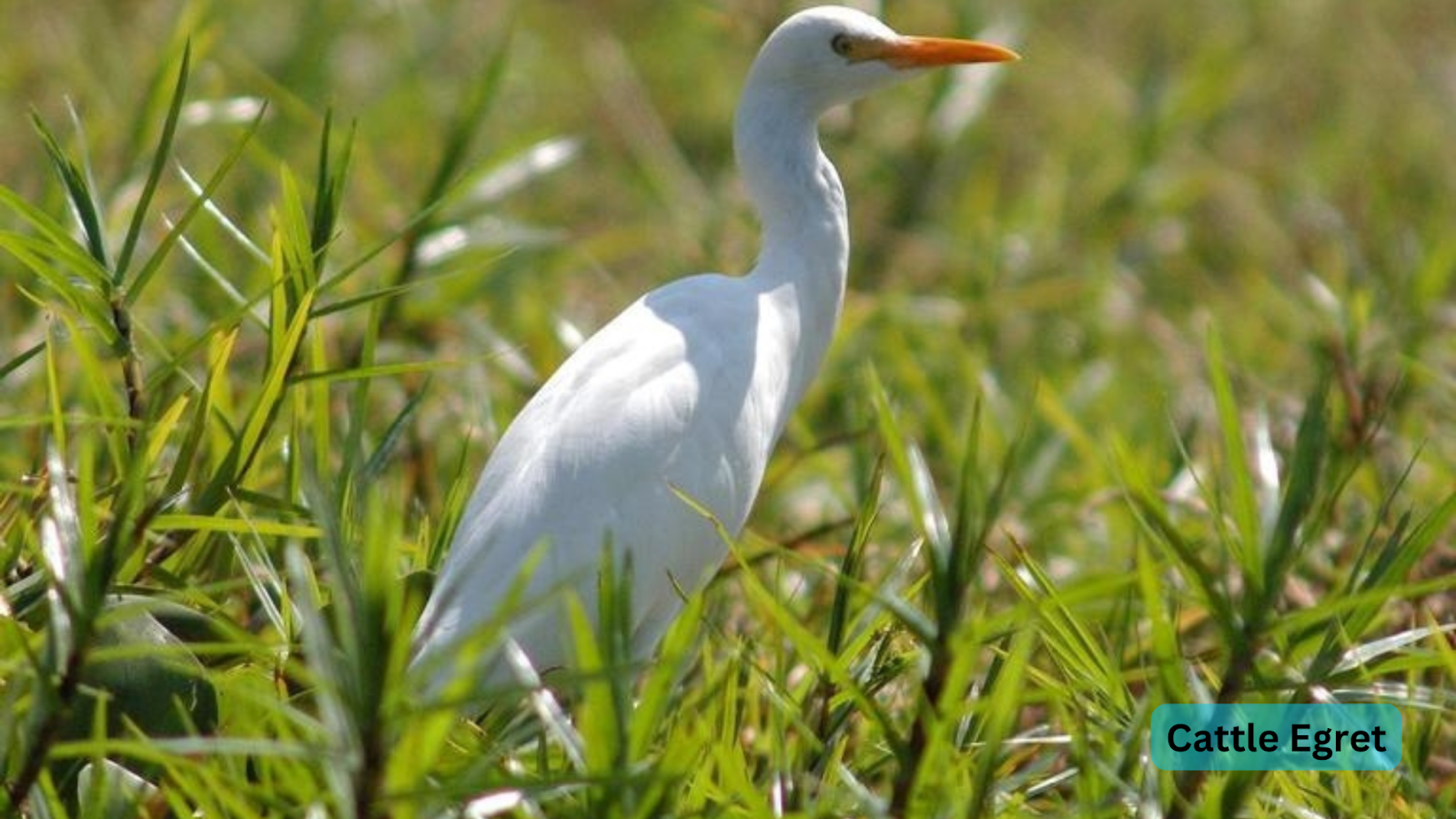 Cattle Egret