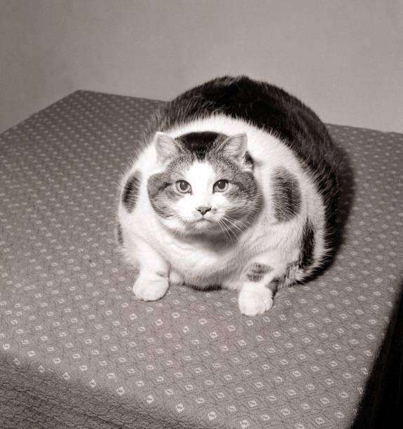 A fat cat sitting on a bed

Description automatically generated