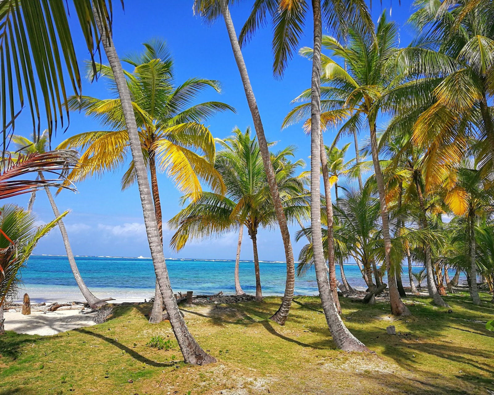 Beautiful Palm tress and beach.