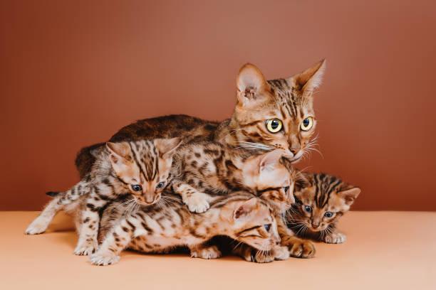 A group of cats with their babies

Description automatically generated