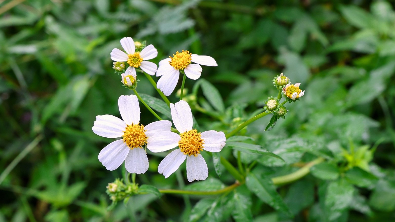 Bright white daisy-like flowers with sunny yellow centers bloom atop slender green stems with small, toothed leaves.
