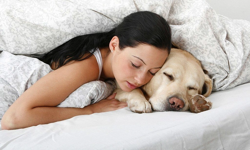 Sau khi triệt lông có nên tiếp xúc với lông chó mèo không? 4