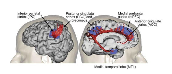 A close-up of the brain

AI-generated content may be incorrect.