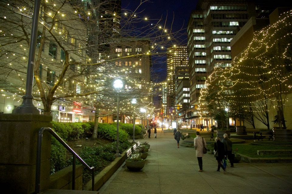 A group of trees canopy wrapped in mini lights