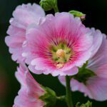 Hollyhock