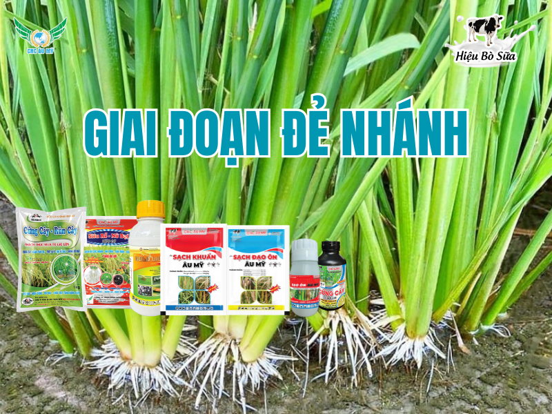 ỨNG DỤNG BỘ SẢN PHẨM CÔNG NGHỆ CAO ÂU MỸ TRÊN CÂY LÚA  