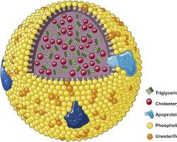 Image of HDL cholesterol molecule