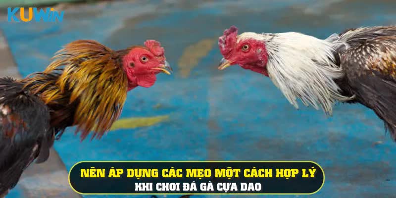 Nên áp dụng các mẹo một cách hợp lý khi chơi đá gà cựa dao