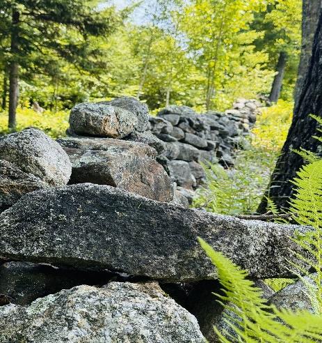 A rock wall in the woods