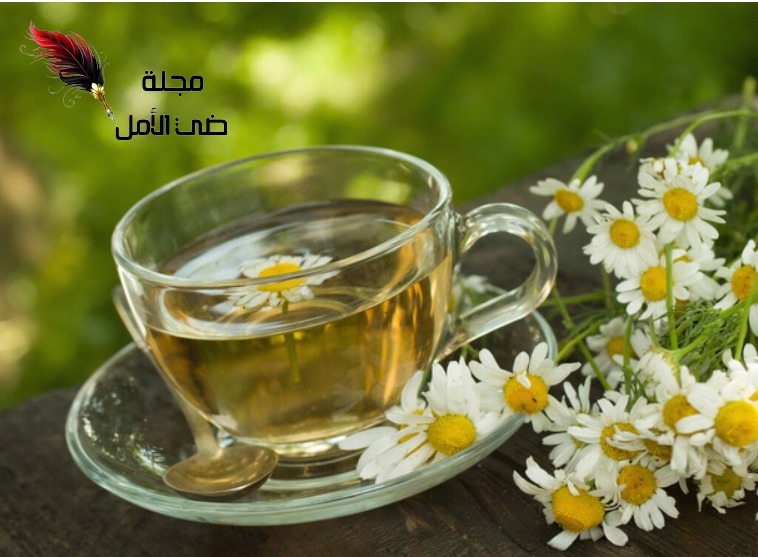 البابونج