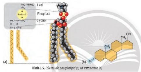 BÀI 6 - CÁC PHÂN TỬ SINH HỌC TRONG TẾ BÀO