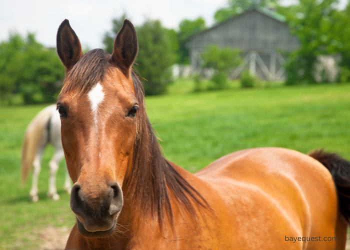 Star Horse Face Markings