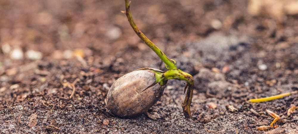 cosa fare dopo la germinazione dei semi di marijuana