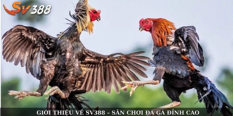 Giới thiệu về SV388 – sân chơi đá gà đỉnh cao