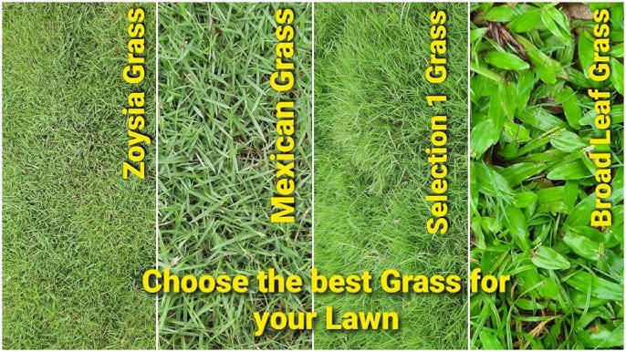 Lawn Grass Selection