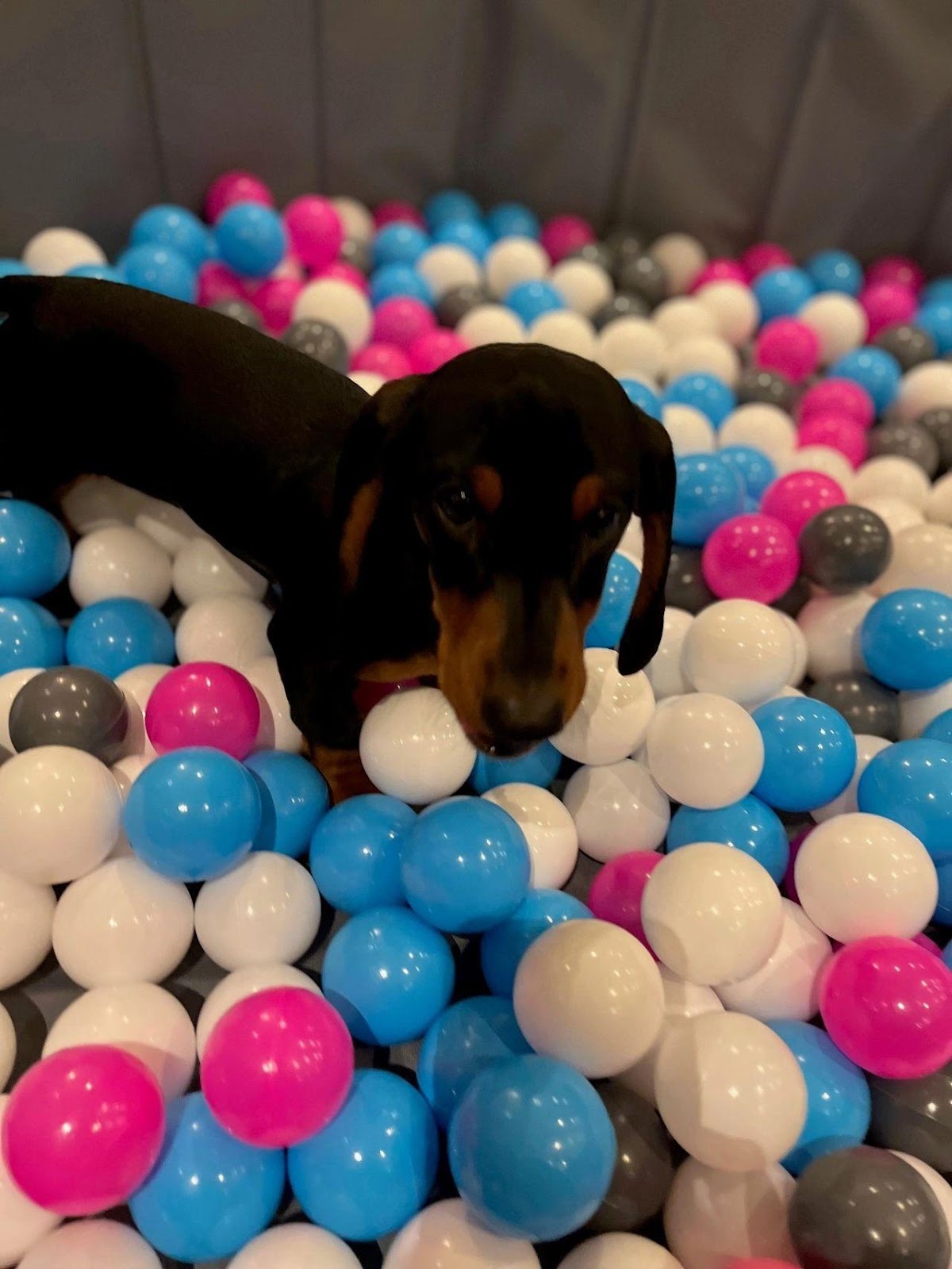 Dachshund puppy exploring a ball pit