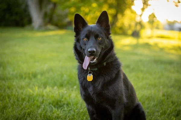 Schipperke 