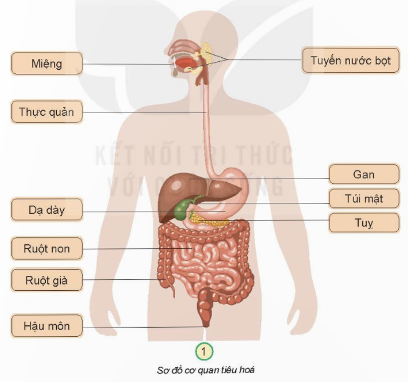 BÀI 18. CƠ QUAN TIÊU HÓAMỞ ĐẦUCâu hỏi: Điều gì sẽ xảy ra với thức ăn khi chúng ta ăn vào cơ thể?Đáp án chuẩn:Khi chúng ta ăn thức ăn vào cơ thể, thức ăn sẽ đi đến các bộ phận của cơ quan tiêu hóa.KHÁM PHÁCâu 1: Hãy chỉ và nói tên các bộ phận của cơ quan tiêu hóa.Đáp án chuẩn:- Các bộ phận của cơ quan tiêu hóa: MiệngTuyến nước bọt Thực quảnGanTúi mậtTụyRuột nonRuột giàHậu môn.Câu 2: Cơ quan tiêu hóa gồm những bộ phận nào?Đáp án chuẩn:Các bộ phận của cơ quan tiêu hóa: MiệngTuyến nước bọt Thực quảnGanTúi mậtTụyRuột nonRuột giàHậu môn.THỰC HÀNHCâu 1: Ghép các thẻ chữ thích hợp vào sơ đồ cơ quan tiêu hoá.Đáp án chuẩn: Câu 2: Hãy chỉ vị trí một số bộ phận của cơ quan tiêu hoá trên cơ thể em.Đáp án chuẩn:Học sinh chỉ một số bộ phận của cơ quan tiêu hóa trên cơ thể em.KHÁM PHÁCâu 1: Chỉ đường đi của thức ăn trên sơ đồ dưới đây.Đáp án chuẩn:Quá trình tiêu hóa diễn ra từ miệng đến tuyến nước bọt, thực quản, dạ dày gan, túi mật, tụy, ruột non, ruột già và đến hậu môn.Câu 2: Hãy nói về tiêu hóa thức ăn ở một số bộ phận của cơ quan tiêu hóa.Đáp án chuẩn:Khoang miệng: thức ăn được răng cắt, nghiền nhỏDạ dày: co bóp, nhào trộn thức ăn thành dạng lỏngRuột non: hầu hết thức ăn được biến đổi thành chất dinh dưỡng nhờ mật, dịch tụy và dịch ruột. Chất dinh dưỡng được hấp thu vào máu đi nuôi cơ thể.Ruột già: hấp thu phần lớn nước, chất cặn bã chuyển thành phân.THỰC HÀNHCâu hỏi: Chơi trò chơi: “Đó là bộ phận nào?”Đáp án chuẩn:Học sinh tham gia trò chơiVẬN DỤNG