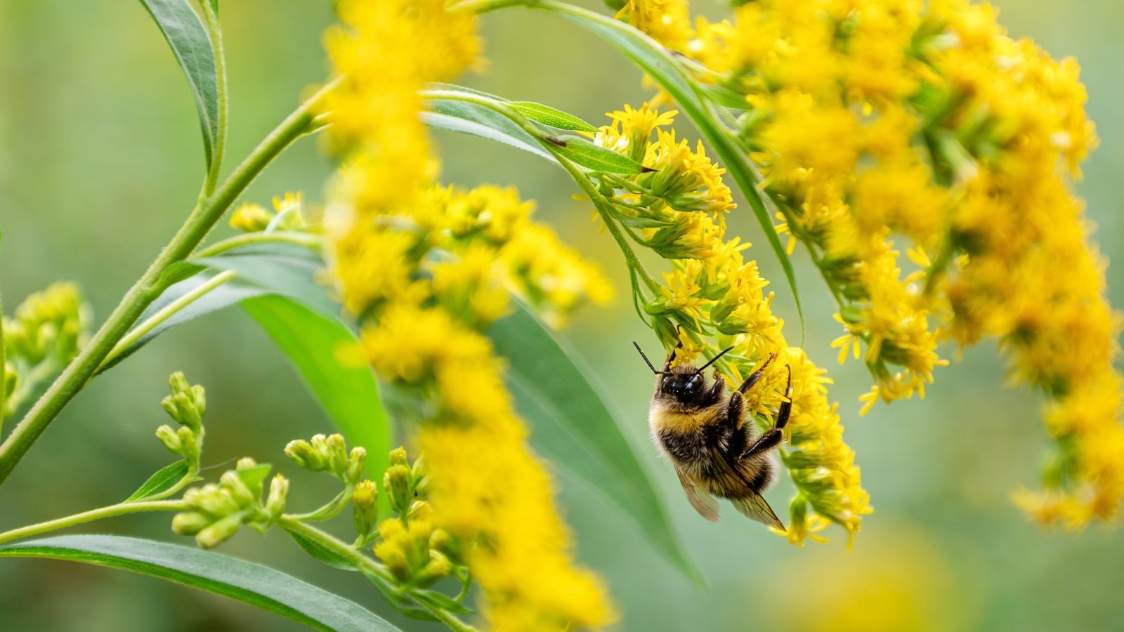 Tall stems topped with feathery golden plumes sway above slender green leaves, as a bumblebee clings to the densely packed blossoms.
