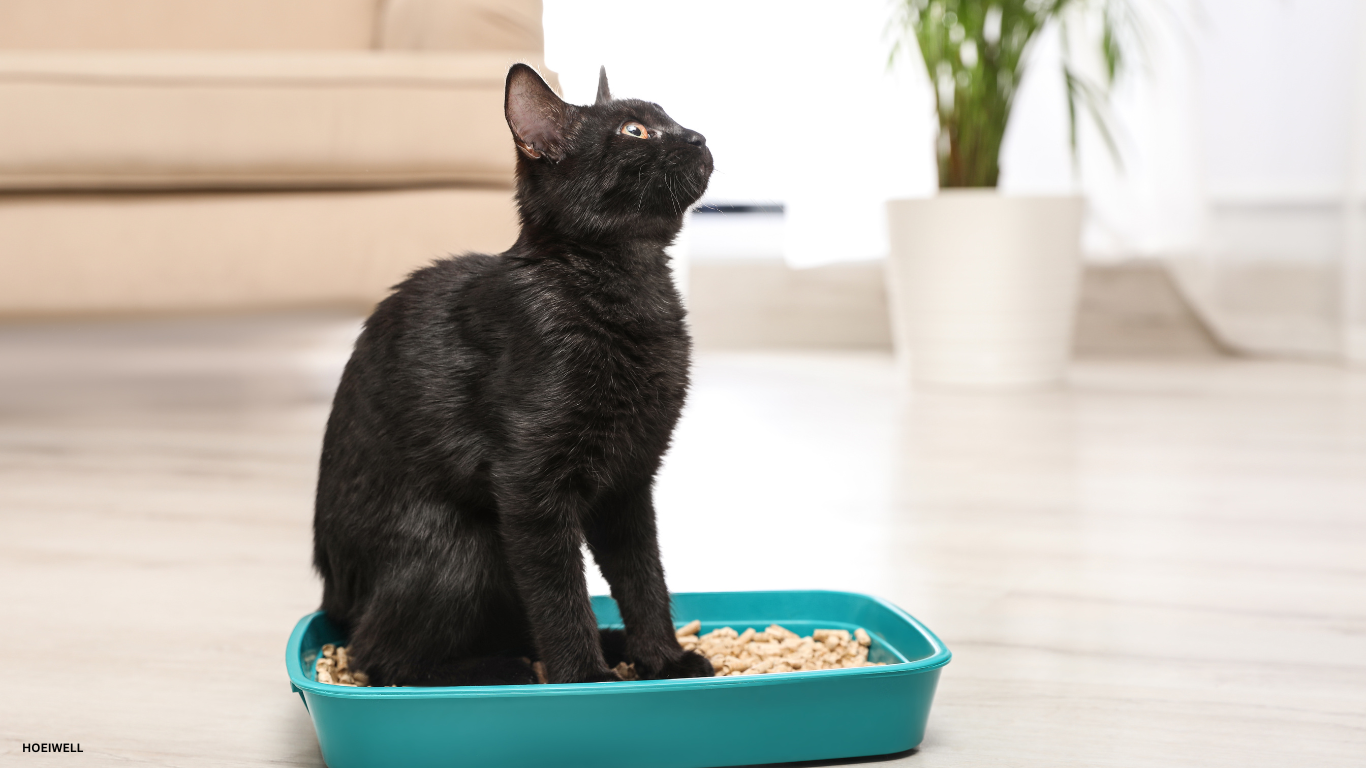 Black senior cat comfortably using an open litter box designed for easy access, showing consideration for special needs.
