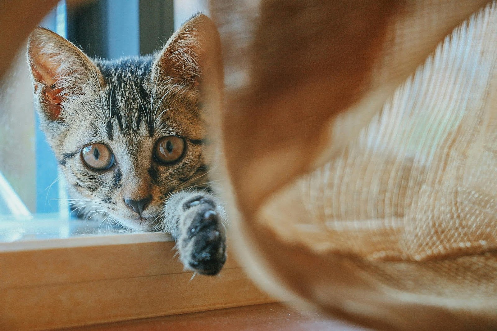 Silent Signs Your Cat Is Miserable