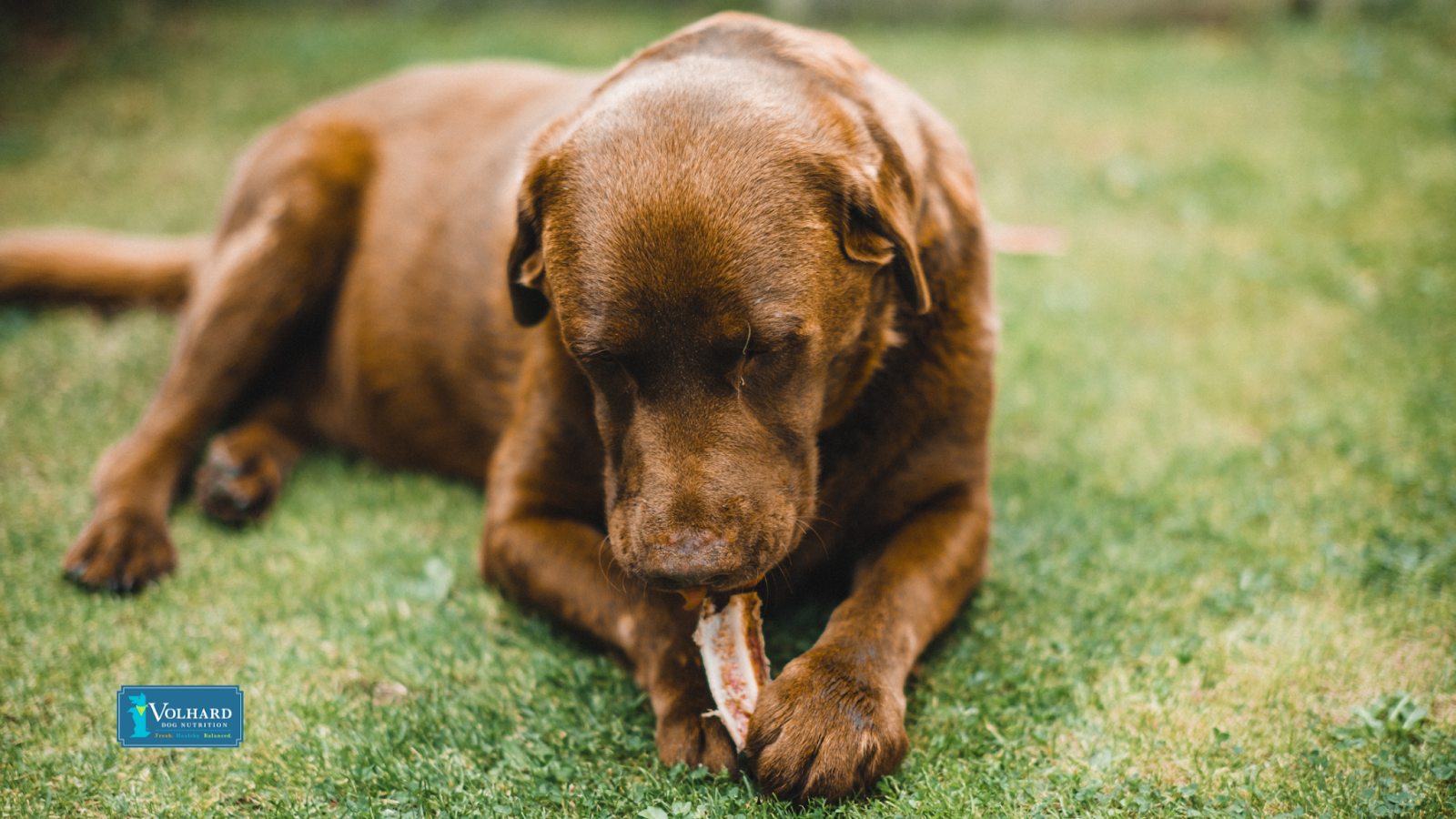 Dog chewing on bone