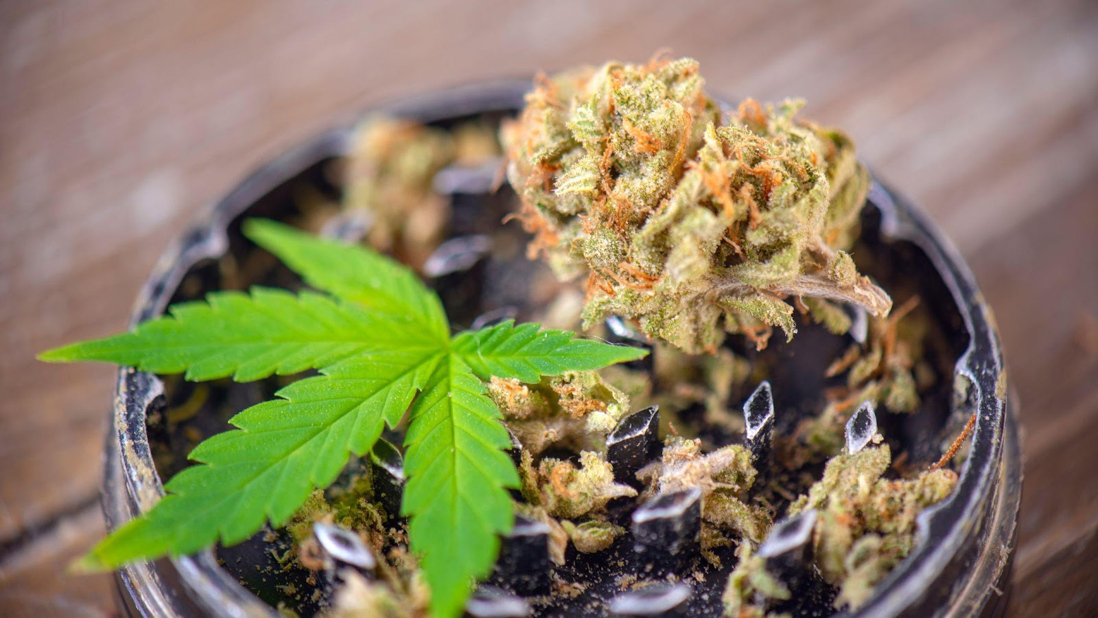 C:\Users\pc23p\OneDrive\Desktop\High Mellow Banners\Hemp Flowers and nugs\12.jpg