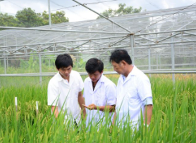 Kĩ sư chọn giống cây trồng.olm