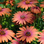 daisy flower name in hindi