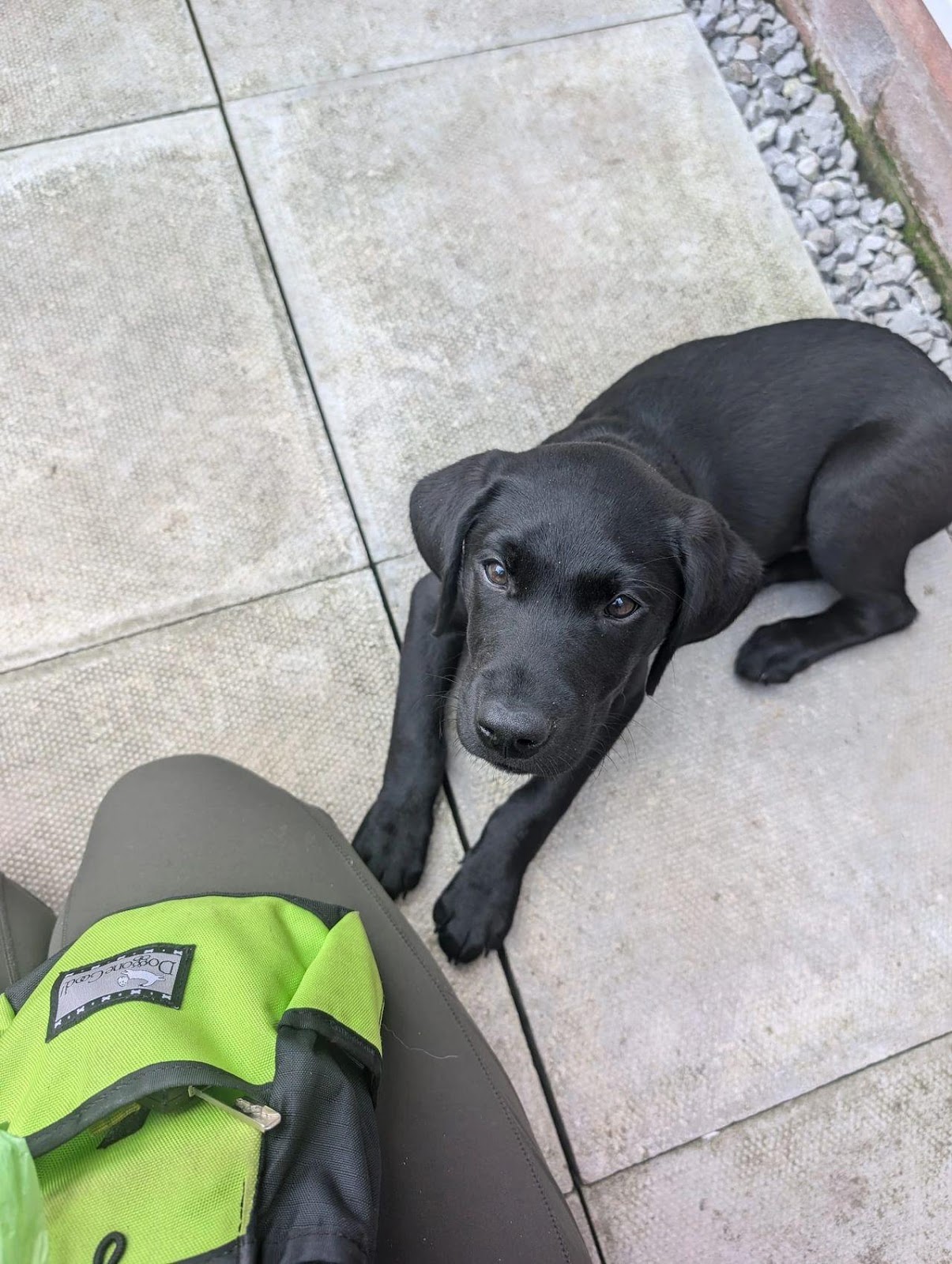 black lab puppy in a down
