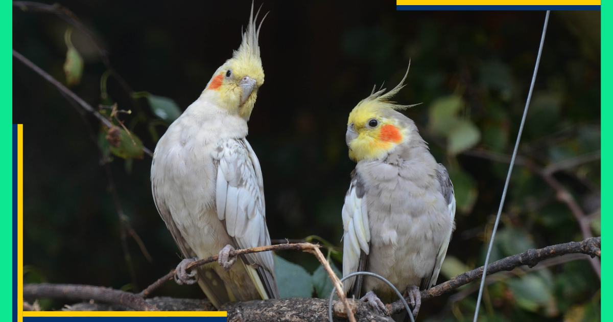 Cockatiels