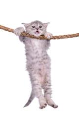 A cat on a rope

Description automatically generated